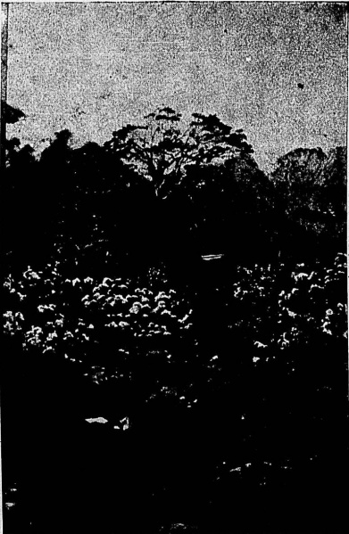 Imagem:Rs 1900 mbrocos1.jpg